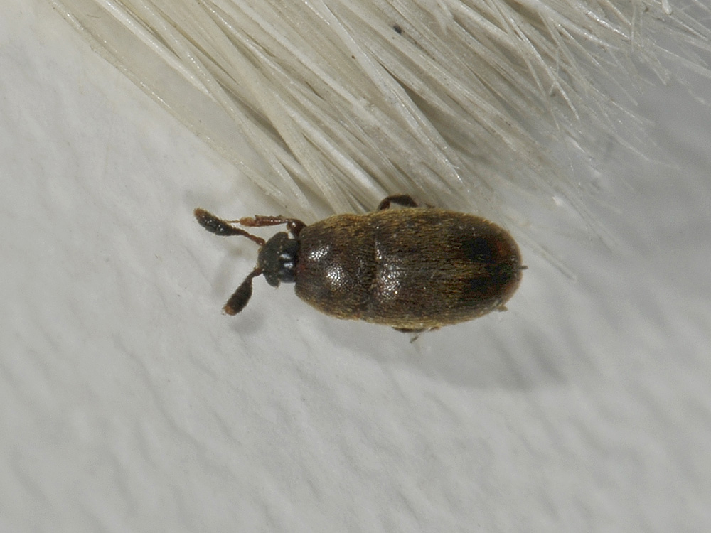 Colonidae?